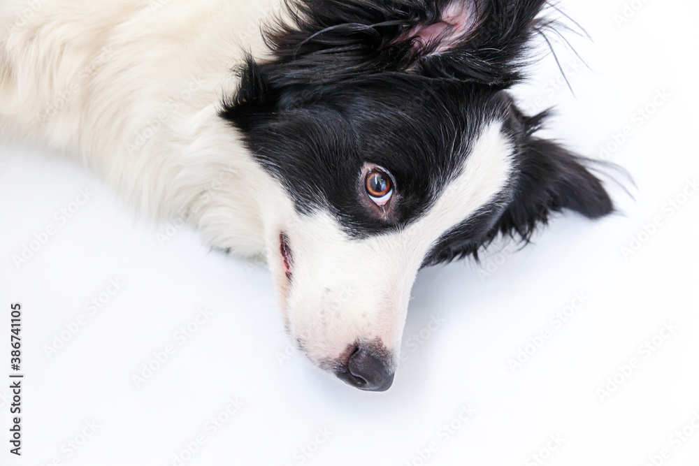 Funny studio portrait of cute smiling puppy dog border collie isolated on white background. New lovely member of family little dog gazing and waiting for reward. Funny pets animals life concept.