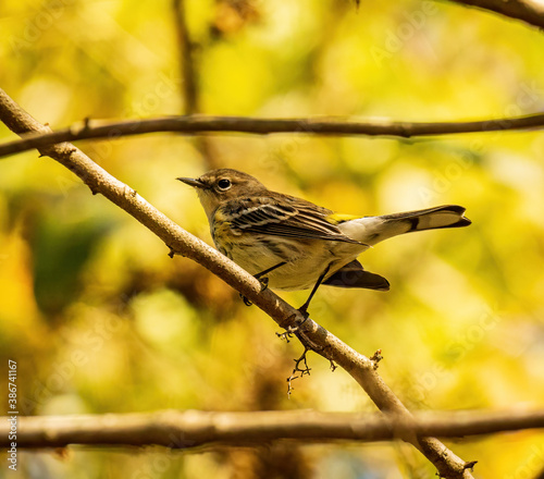 Warbler Perched on a Branch During Fall Migration