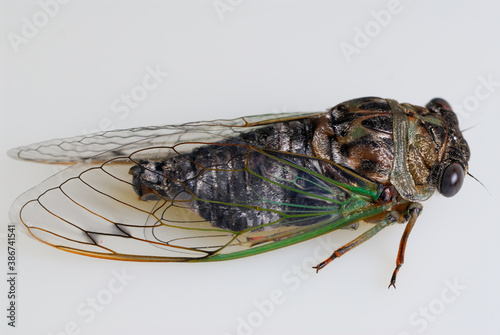 Straight side view of cicada buzzing insect on white background © Reimar