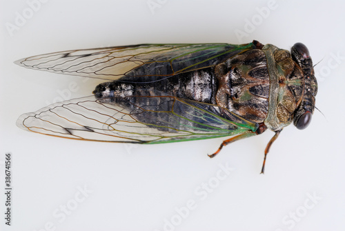 Straight top view of cicada buzzing insect on white background