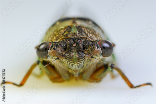 Close up of cicada face on white background
