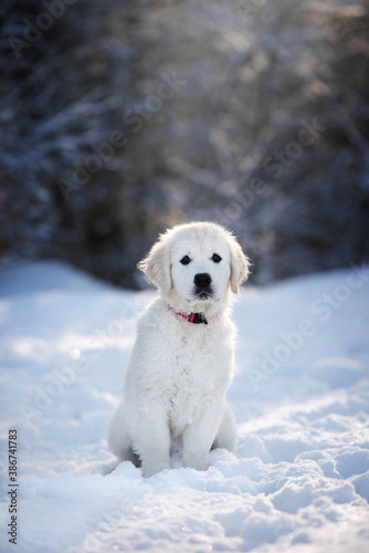 golden retriever puppy sitting in the snow outdoors