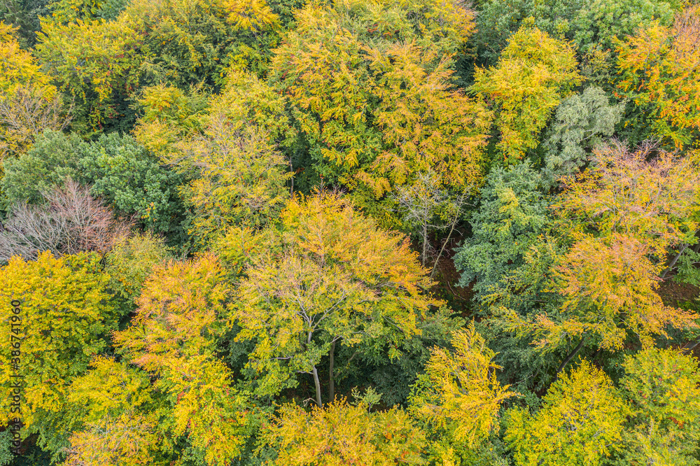 drone photograph of a mixed forest from above in autumn drone photograph of a mixed forest from above in autumn