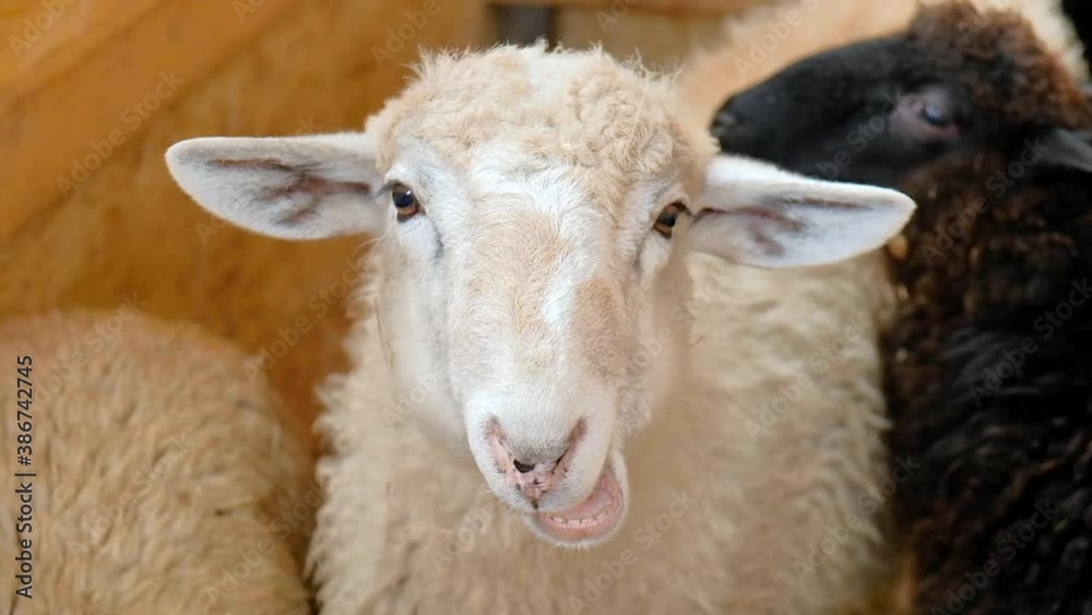 A young white RAM looks directly into the camera, portrait. A RAM in a pen on a farm. A young white RAM looks directly into the camera, portrait. A RAM in a pen on a farm.
