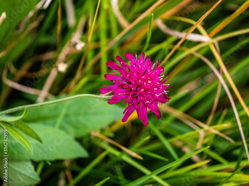 flower of a thistle