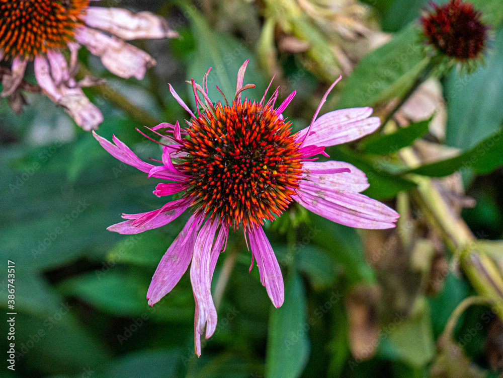 Obraz premium flower