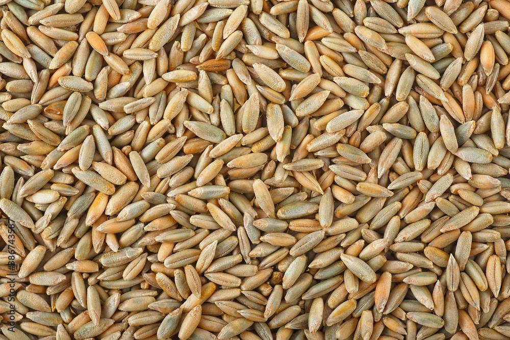Raw rye grains as a background. Rye texture. Raw rye grains as a background. Rye texture.