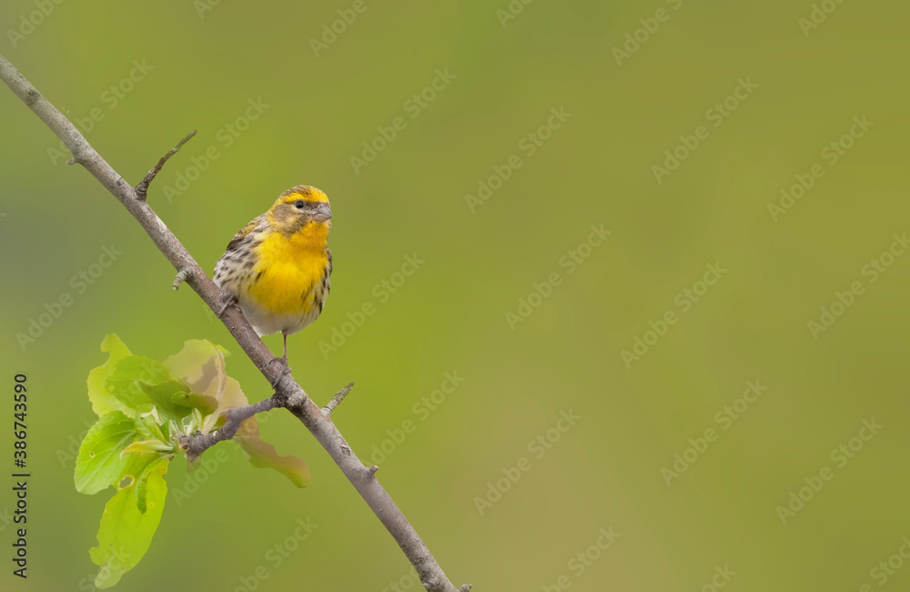 Obraz premium Yellow bird. Green nature background. Bird: European Serin.
