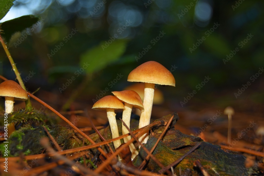 Fototapeta premium mushrooms in the forest