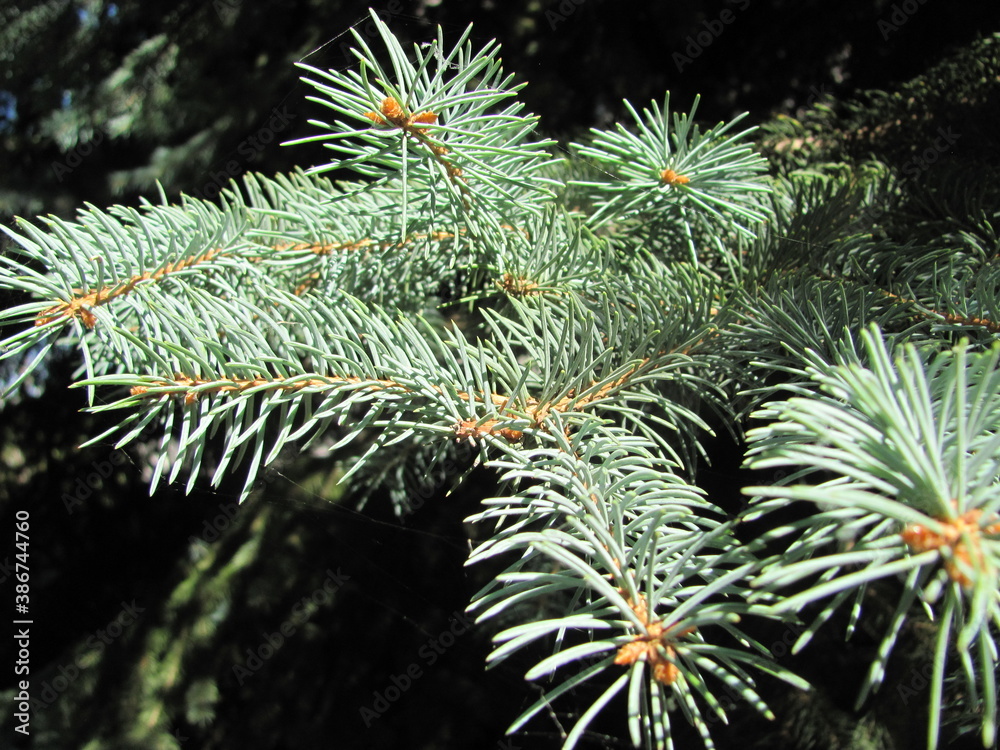 Close-up of blue spruce branches