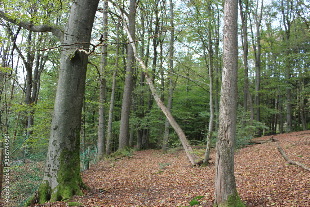 Der Wald stirbt