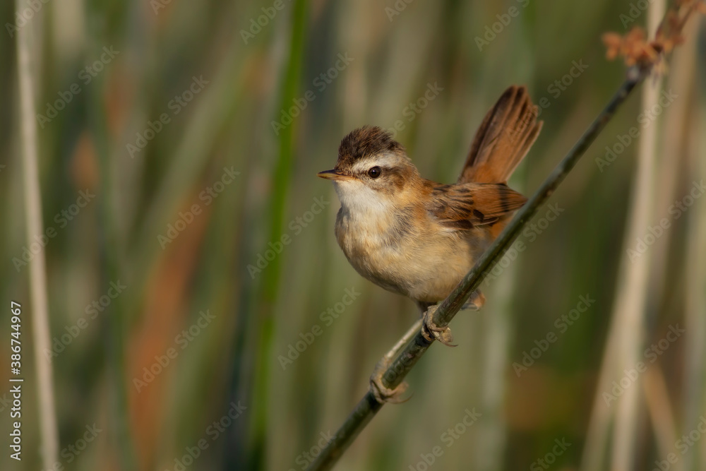 Fototapeta premium Cute little bird. Moustached Warbler. Green lake habitat background.