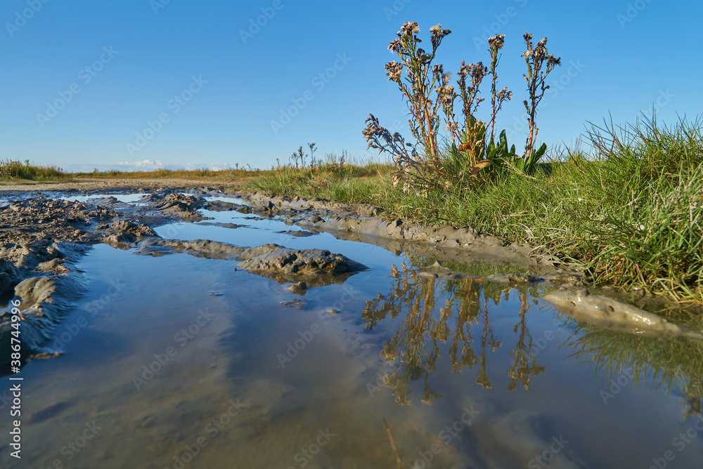 Tripolium pannonicum plant in autumn reflecting in a puddle during a sunny day with blue sky