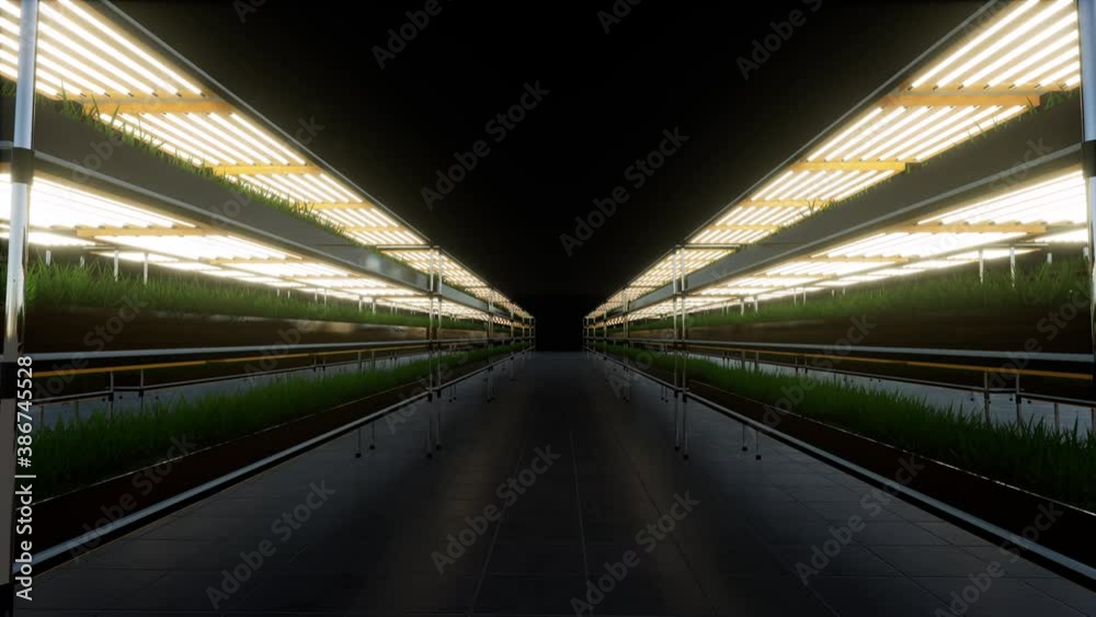 Green hydroponics in modern style Fresh farm plantation Agriculture farming and gardening 4k Green hydroponics in modern style Fresh farm plantation Agriculture farming and gardening 4k