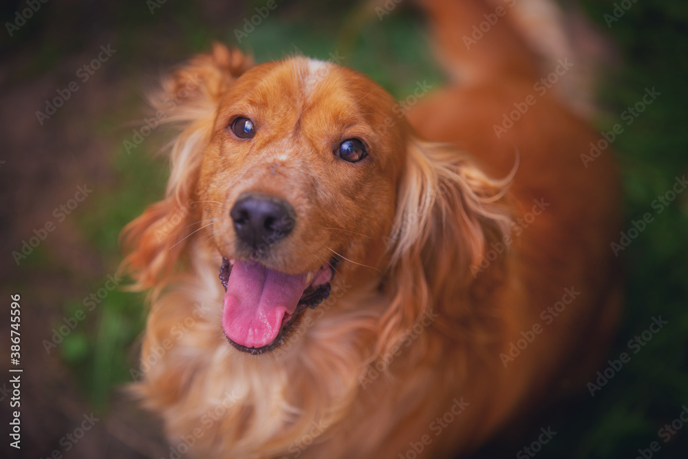 Happy red spaniel in summer, close up