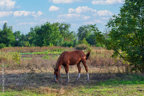 The horse grazes in the meadow on a sunny day.