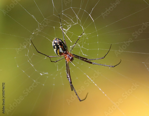 Riesige Spinne in der karibik (St. Vincent & die Grenadinen)