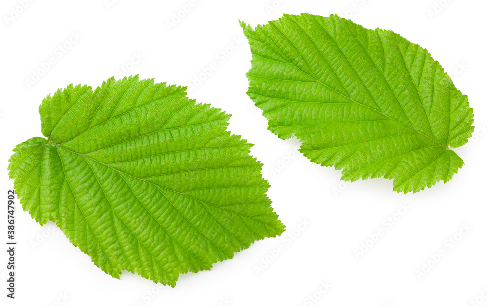 hazelnut leaves isolated on white background. top view hazelnut leaves isolated on white background. top view