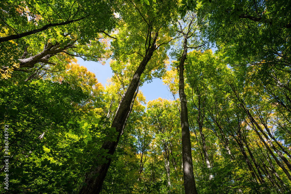 Fototapeta premium Looking up at colorful autumn forest canopy