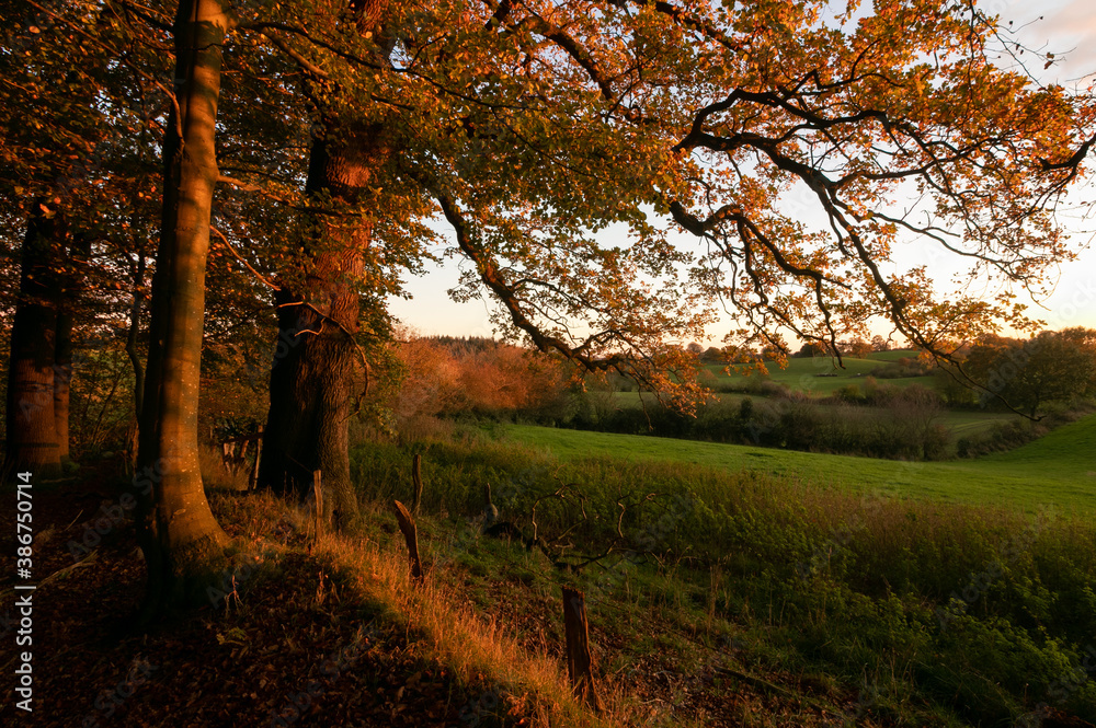Blick vom Waldrand aufs schöne Herbstlandschaft mit Feldern im Abendlicht