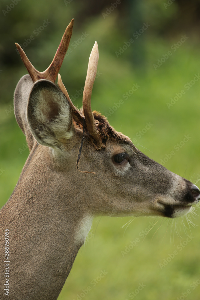 Obraz premium deer in the woods