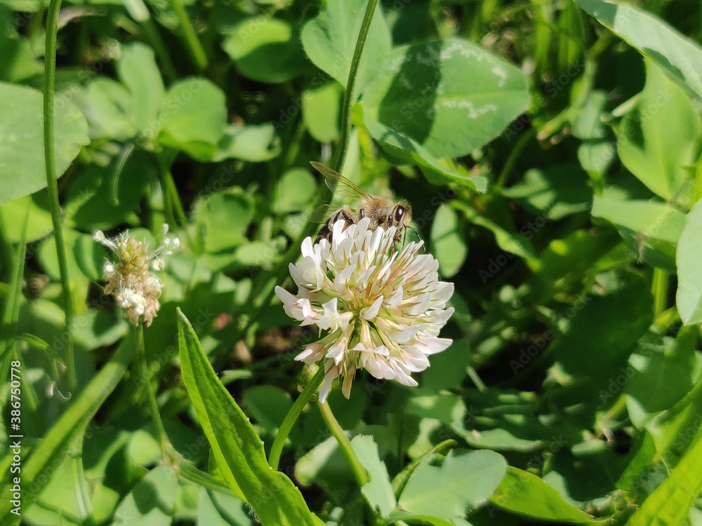 clover flowers in the springtime