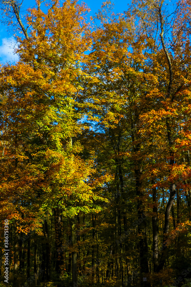 autumn in the forest autumn in the forest
