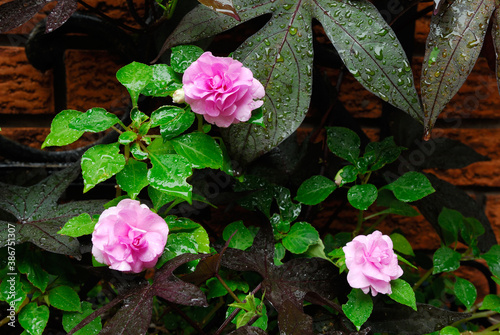 Three pink impatiens flowers and sweet potato vine after a rain photo