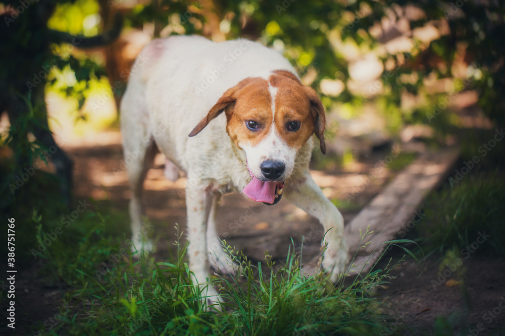 Portrait of a hound dog in summer on a sunny day