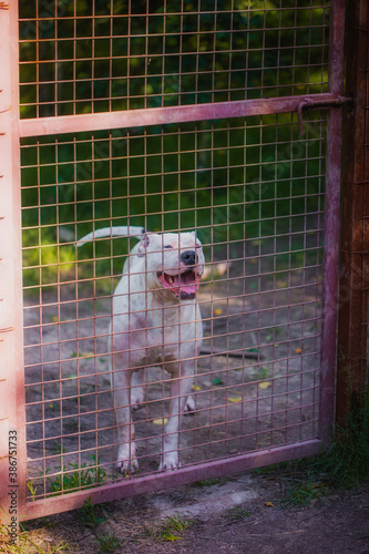 dogo argentino in summer