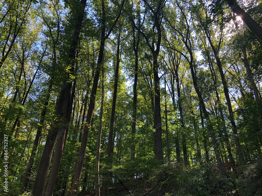 trees in the forest trees in the forest