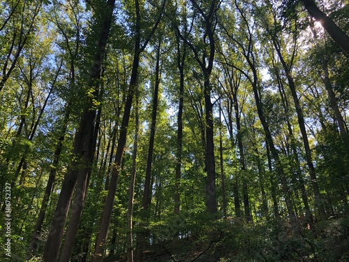 trees in the forest