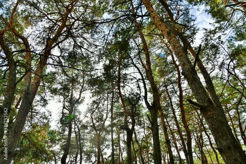 Skyscape at evergreen pine forest. Travel  ecotourism  natural autumn background with coniferous trees