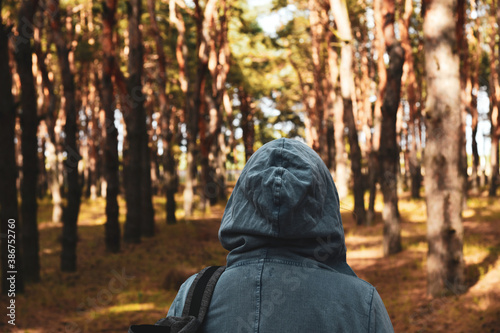 Tourist with a backpack and a hood at evergreen pine forest. Travel, ecotourism, ecology, local tourism concept, natural background with an explorer in a hoodie and coniferous trees