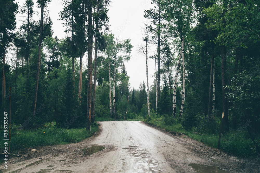 Fototapeta premium Dark, spooky scene and mood on a rainy overcast day on Moose-Wilson road, unpaved with potholes in Grand Teton National Park