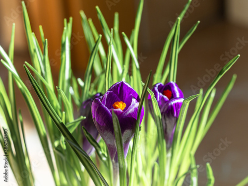 Saffron lilac flowers