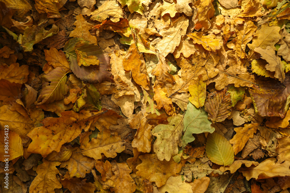 background of fallen autumn leaves background of fallen autumn leaves