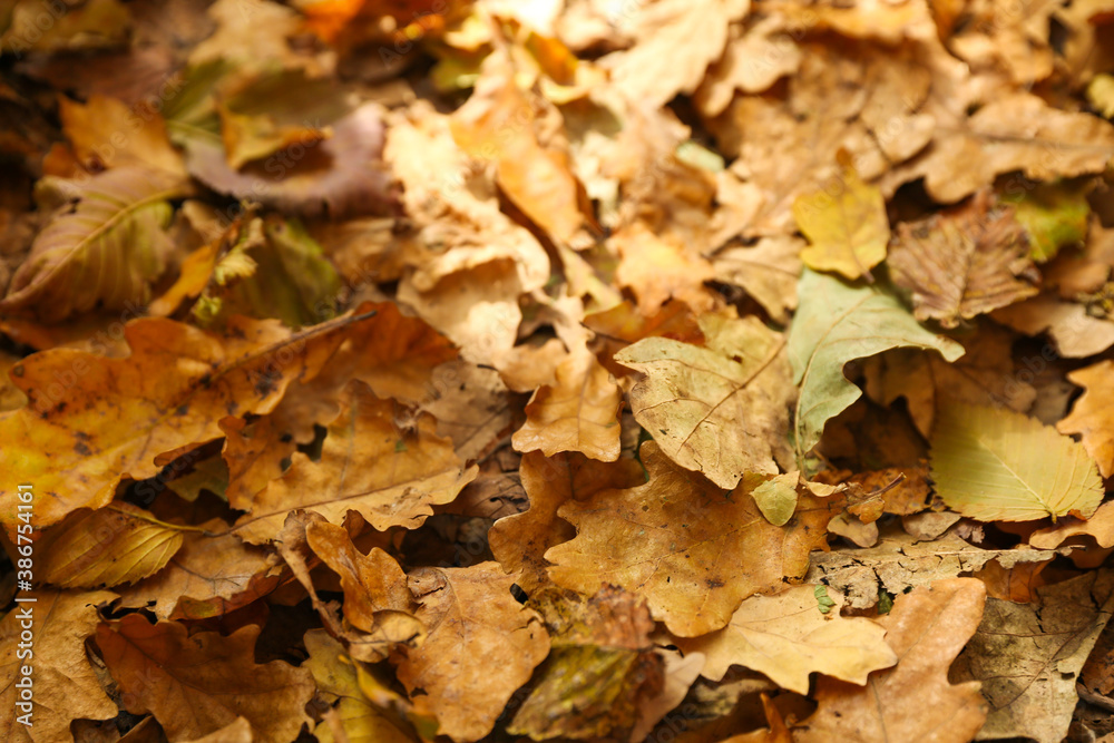 background of fallen autumn leaves