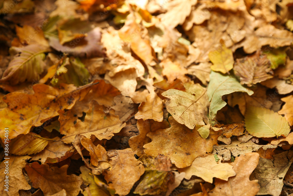 background of fallen autumn leaves background of fallen autumn leaves