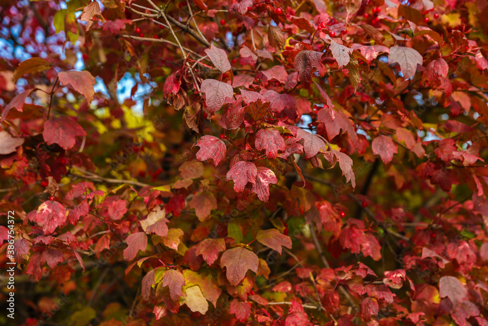 red autumn leaves on a tree close up red autumn leaves on a tree close up
