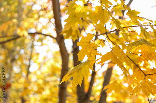 autumn maple leaves on a tree against a sunny sky
