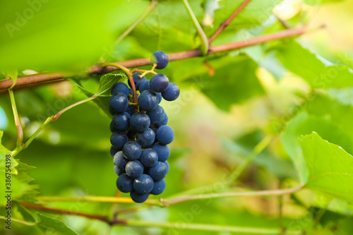 bunch of grapes on the background of a vine with sun glare