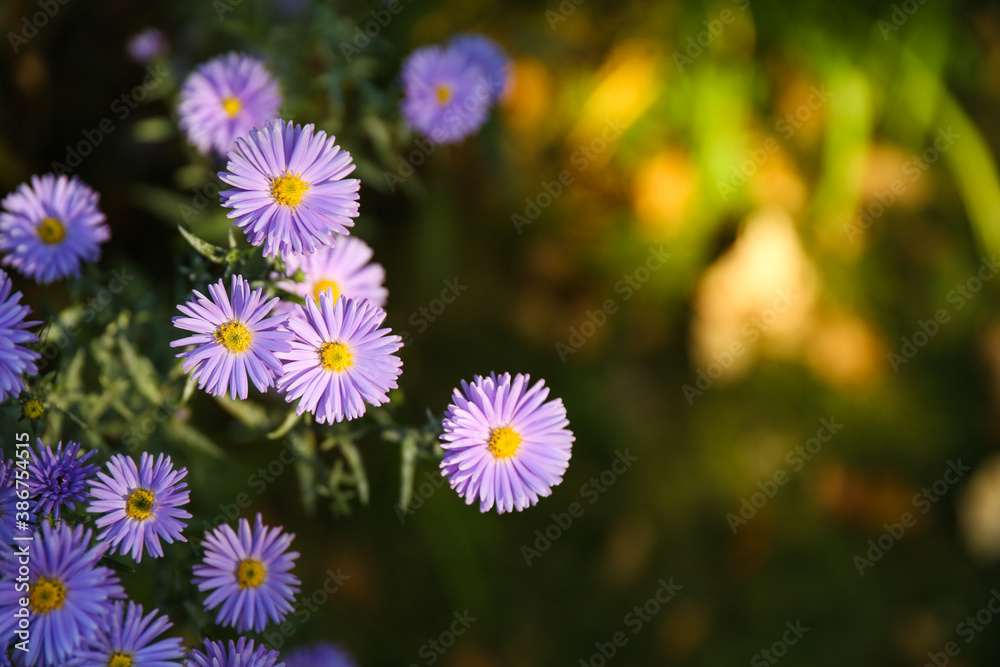 new england asters are on green nature background close up with soft focus new england asters are on green nature background close up with soft focus