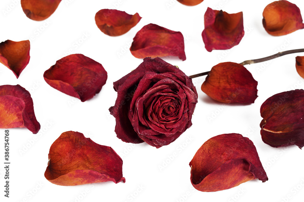 Red dried rose on a white background with scattered petals, isolate, close-up. Red dried rose on a white background with scattered petals, isolate, close-up.