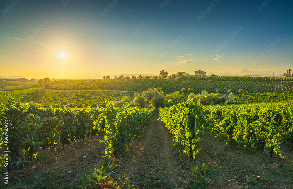 Fototapeta premium Chianti vineyards and panorama at sunset. Cerreto Guidi, Tuscany, Italy