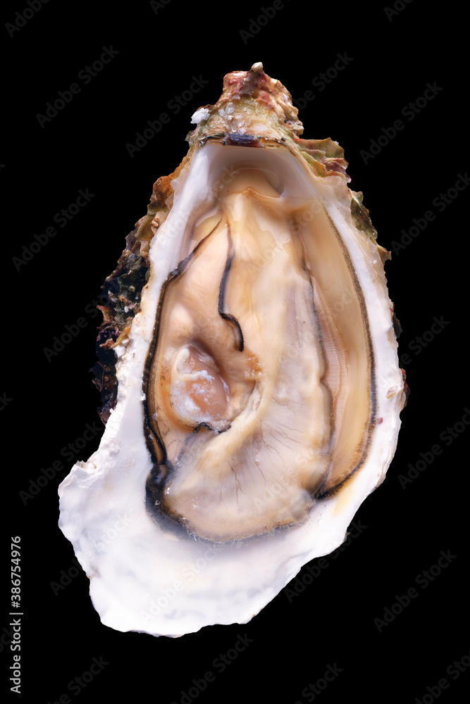 Naklejka premium 牡蠣