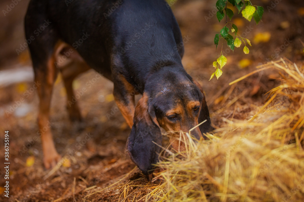 Black and tan hound sniffs grass during summer hunting
