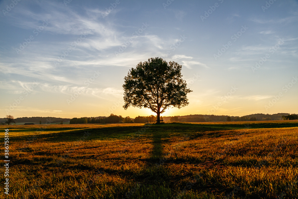 Herbstimmung auf dem Land - Ein Baum im Gegenlicht im Herbst Herbstimmung auf dem Land - Ein Baum im Gegenlicht im Herbst