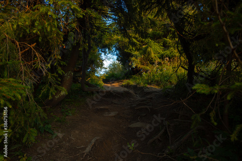 shadow of forest trees path way between green foliage natural frame outdoor environment space in summer day