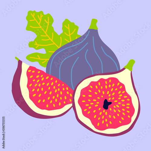 Fig fruits, hand drawn vector illustration